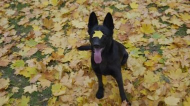 Mutlu, siyah bir Alman çoban köpeği dili sararmış bir vaziyette oturur. Yapraklardan biri burnunun köprüsüne düştü. Köpeklerin ağzından buhar çıkıyor. Kapatın. Yavaş
