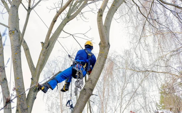 Tree cutting professional all equipped hanging on large branches of a leafless nut tree during an autumn day