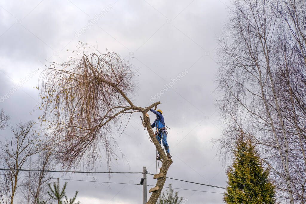 professional cutting large bare branch of willow tree during an autumn cloudy day
