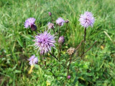 Sürünen thistle (Cirsium arvense)