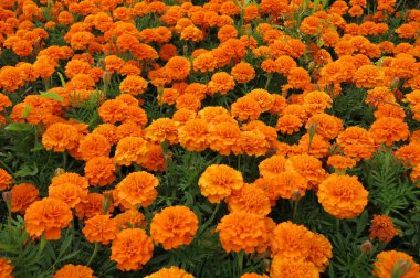 Fransızca kadife çiçeği (Tagetes patula)