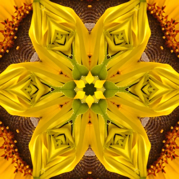 Kwiat żółty mandali — Zdjęcie stockowe