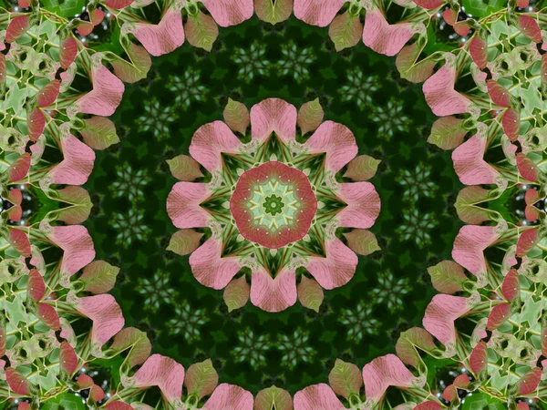 Roze en groene mandala bloem — Stockfoto