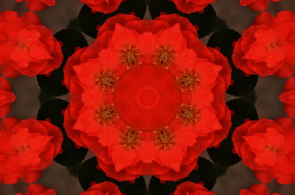 Rød Mandala Blomst – stockfoto