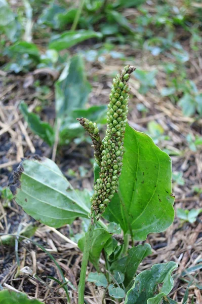 Nagy útifű vagy lombhullató útifű (plantago jelentős) — Stock Fotó