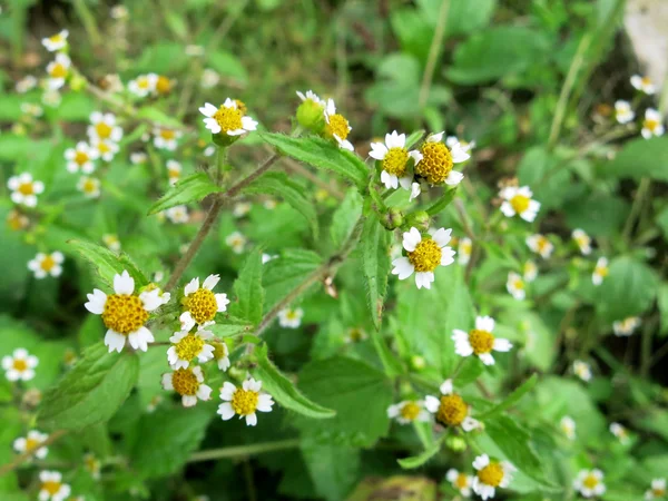 Hairy galinsoga (Galinsoga quadriradiata) — Stock Photo, Image