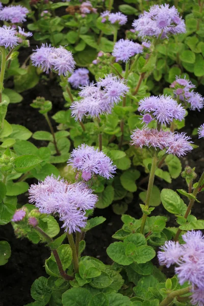 Flossflower (Ageratum Houstonianum) — Stock Photo, Image