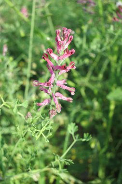 yaygın fumitory veya toprak duman (fumaria officinalis)
