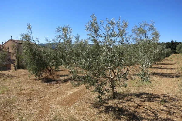 Gli ulivi in Toscana in una giornata di sole — Foto Stock