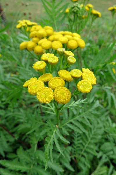 Tanaceto comune (Tanacetum vulgare ) — Foto Stock