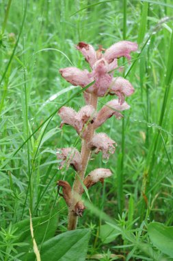 simao broomstraw veya yoğurtotu broomrape (orobanche caryophyllacea)