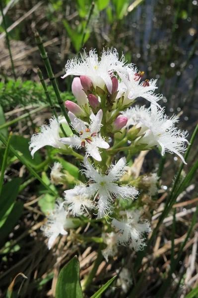 Menyanthes Trifoliata or Buckbean — Stock Photo, Image