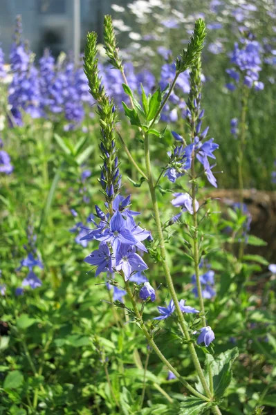 Large Speedwell (Veronica teucrium) — Stock Photo, Image