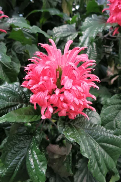 Jacobinia, brazilské oblak květina, flamingo flower (justicia auto — Stock fotografie