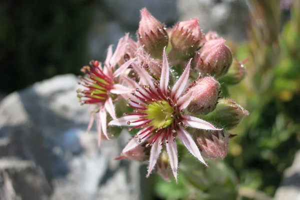 Inflorescência de Houseleek (Sempervivum tectorum) — Fotografia de Stock