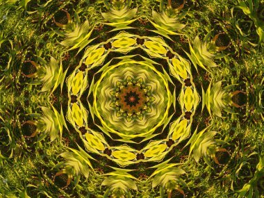 Yeşil mandala çiçek