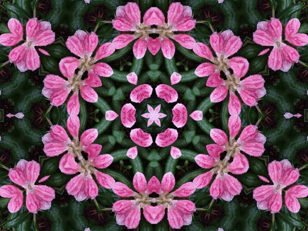 Gwiazda mandali różowy i zielony — Zdjęcie stockowe