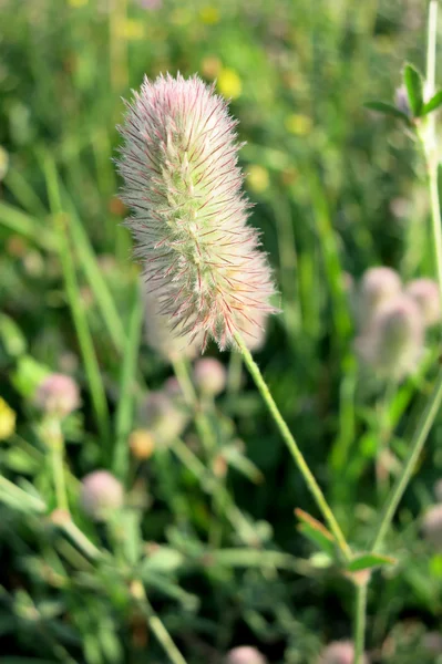 Rabbitfoot τριφύλλι (trifolium arvense) — Φωτογραφία Αρχείου