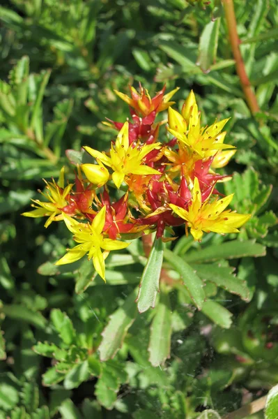 Stonecrop (Sedum floriferum) flor — Foto de Stock