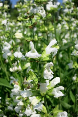 ortak adaçayı (salvia officinalis) - Tarõmõn alba