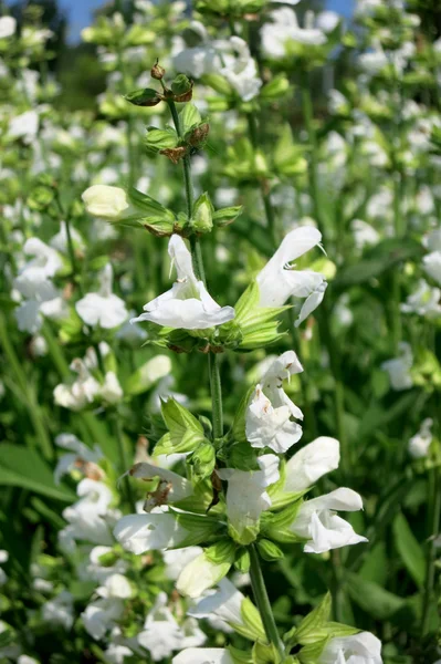 Common Sage (Salvia officinalis) - cultivar Alba — Stock Photo, Image