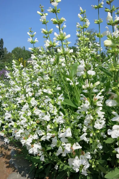 Common Sage (Salvia officinalis) - cultivar Alba — Stock Photo, Image