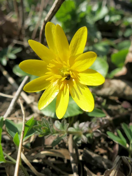 Celandina menor (Ranunculus ficaria ou Ficaria verna ) — Fotografia de Stock