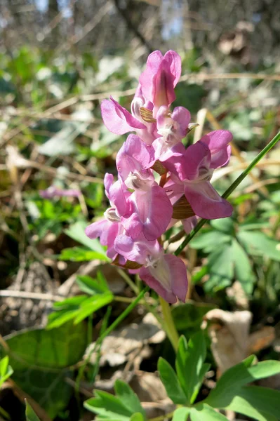 Corydalis cava - purple form — Stock Photo, Image