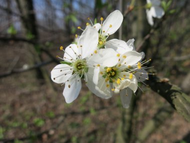 Karaçalı (Prunus spinosa)