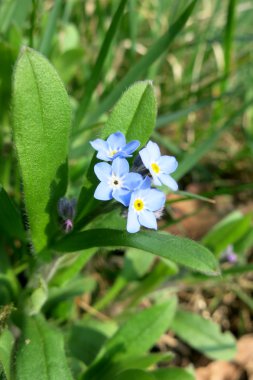 Unutma sp. (myosotis sp.)