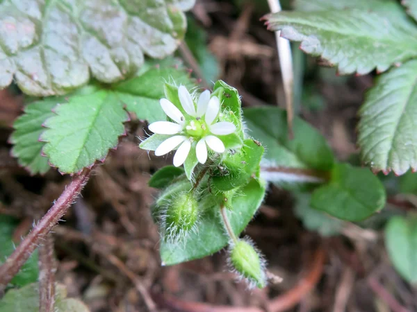 Hierba puntada de madera (Stellaria nemorum ) — Foto de Stock