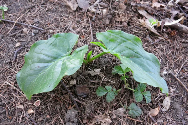 Cuckoo Pint or Lords and Ladies (Arum maculatum) - leaves — Stock Photo, Image