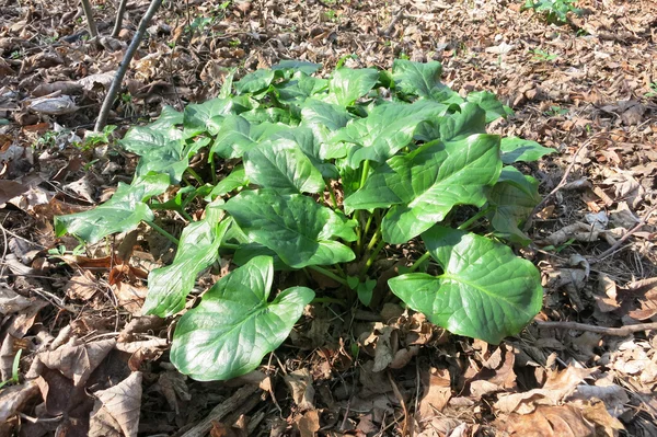 Кукушка Пинт или Лорды и Ладьи (Arum maculatum) - листья — стоковое фото