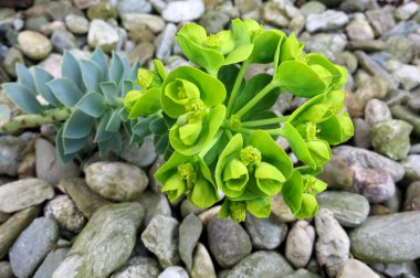 Myrtle spurge veya sürünen spurge (euphorbia myrsinites)