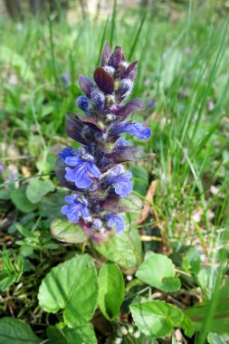 Mavi boru veya bugleweed (ajuga reptans)