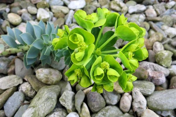 Myrtle Spurge or Creeping Spurge (Euphorbia myrsinites) — Stock Photo, Image