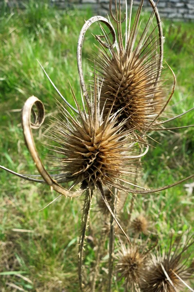 Fuller 's Teasel e Wild Teasel (Dipsacus fullonum) - cabeça seca — Fotografia de Stock