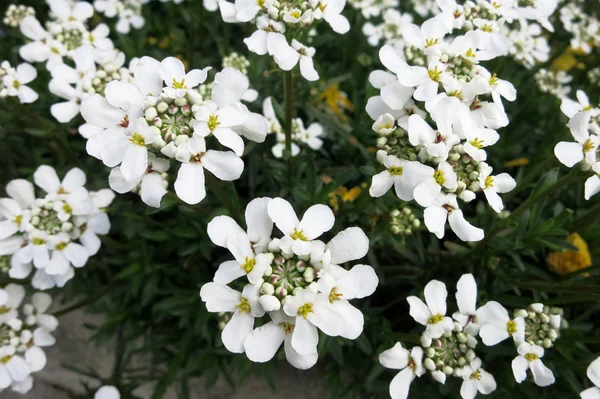 Вечнозеленая свеча или вечная свеча (Iberis sempervirens ) — стоковое фото