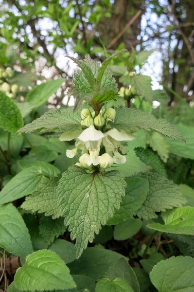 White Nettle ou White Dead-nettle (álbum Lamium) ) — Fotografia de Stock