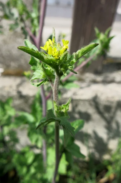 Hedge Mustard (Himbrium officinale) ) — стоковое фото