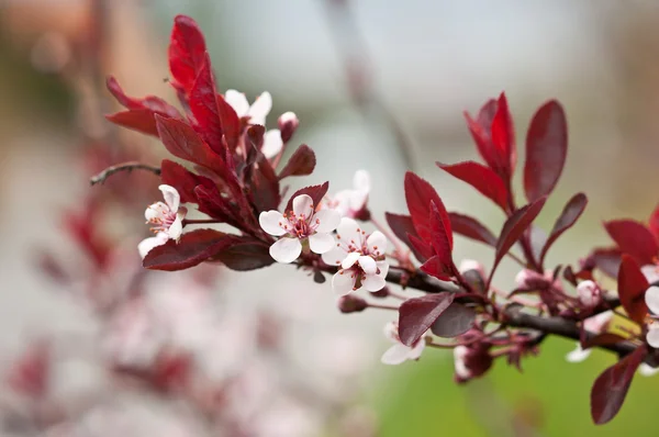 Cherry Plum or Myrobalan Plum (Prunus cerasifera) — Stock Photo, Image