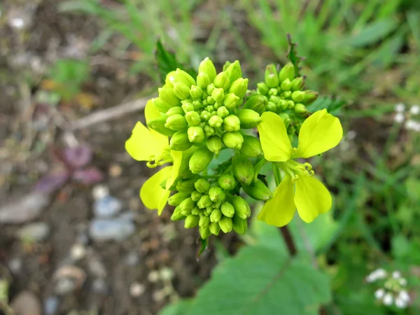 Field Mustard or Charlock (Sinapis arvensis) - bird's eye view — Stock Photo, Image