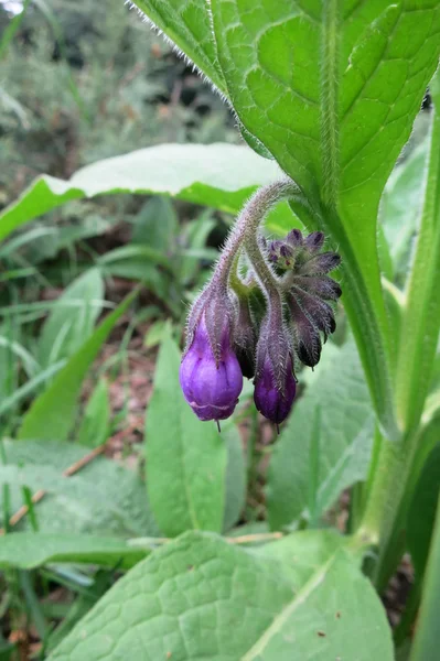 Κοινή comfrey (symphytum officinale) — Φωτογραφία Αρχείου