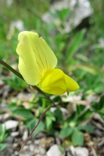 Denti di drago (Lotus maritimus o Tetragonolobus maritimus ) — Foto Stock