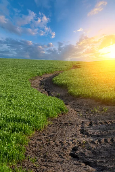 Soil erosion. The rains have eroded the soil in the agricultural field. Formation of ravines in the field due to rainwater runoff.