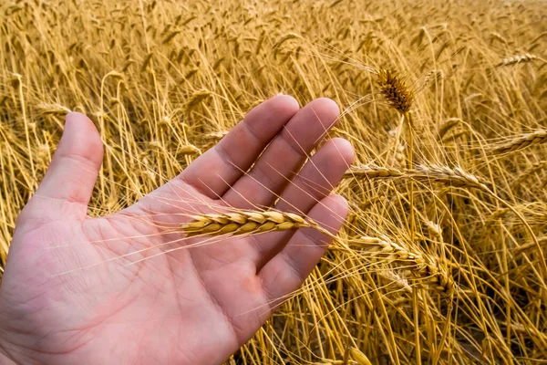 Wheat Stalk Palm Your Hand Man Assesses Quality Crop Concept Stock Image