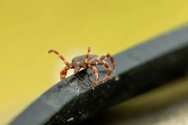 A tick is a parasite insect. The dangerous blood-sucking arthropod insect carries the encephalitis virus, Lyme disease, borreliosis and infectious dermacentor.