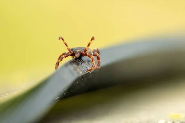 Una Zecca Insetto Parassita Pericoloso Insetto Artropode Succhia Sangue Porta — Foto Stock