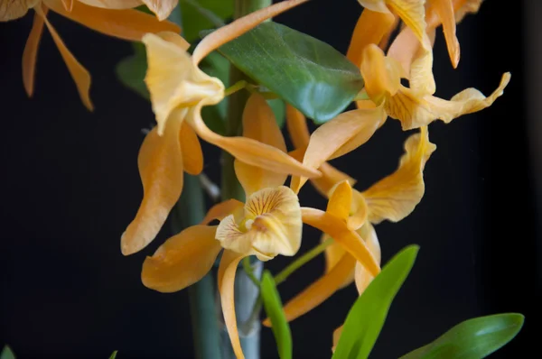 Flor —  Fotos de Stock