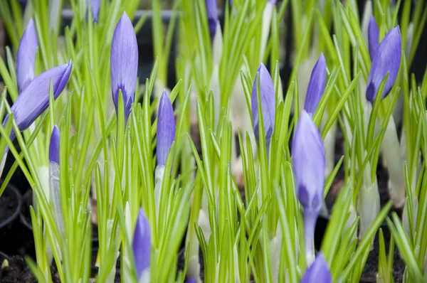 Krokus — Stockfoto